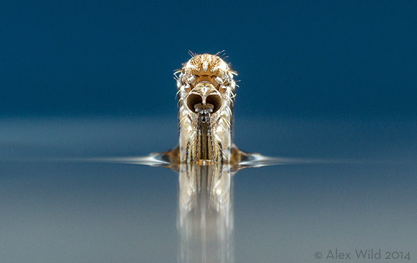 Portrait of a mosquito, emerging from her pupa. Laboratory culture at Rockefeller University